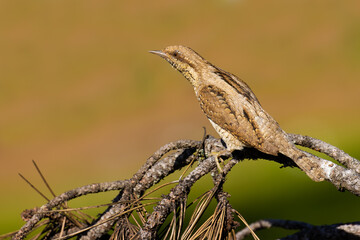 Eurasian Wryneck on a tree branch