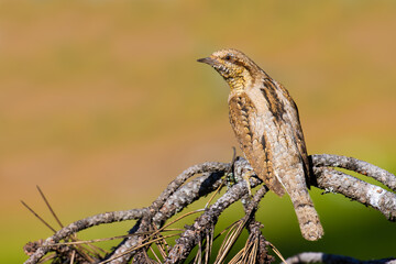 Eurasian Wryneck on a tree branch