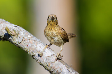 Eurasian Wryneck on a tree branch