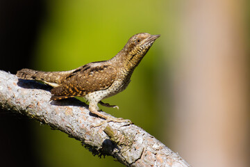 Eurasian Wryneck on a tree branch
