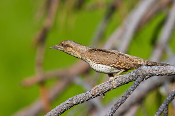 Eurasian Wryneck on a tree branch