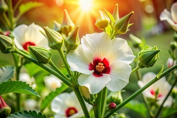 Fototapeta premium Beautiful White & Red Okra Flowers Close-up Bokeh Garden