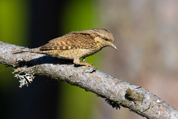 Eurasian Wryneck on a tree branch