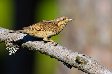 Eurasian Wryneck on a tree branch