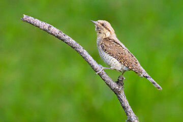 Eurasian Wryneck on a tree branch