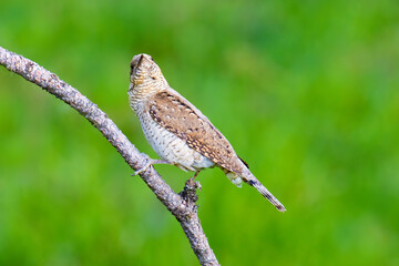 Eurasian Wryneck on a tree branch