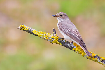 Spotted Flycatcher