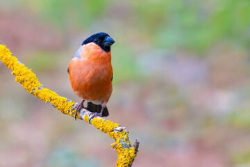 Eurasian Bullfinch on a branch