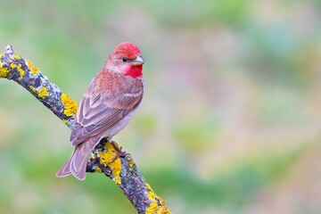 Common Rosefinch on a branch