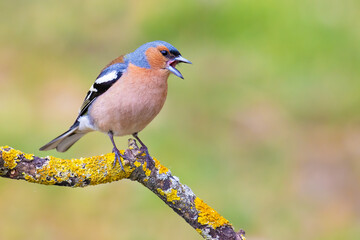 Common Chaffinch on a branch
