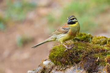 Cirl Bunting on the moss