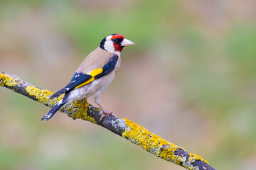 European Goldfinch on a branch