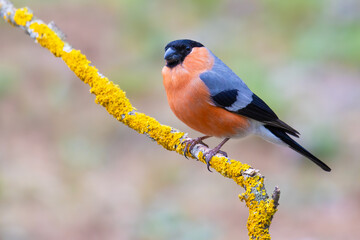 Eurasian Bullfinch on a branch
