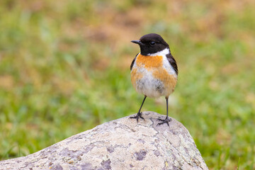 European Stonechat on a rock