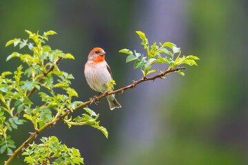 Common Rosefinch on a branch