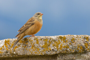 Ortolan Bunting on a rock
