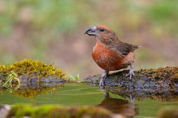 Red Crossbill came for water