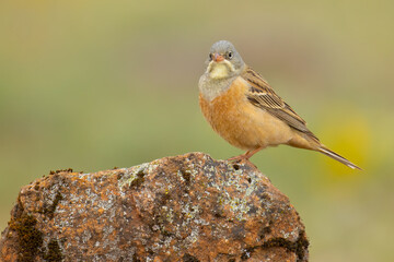Ortolan Bunting on a rock