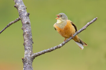 Ortolan Bunting on a branch