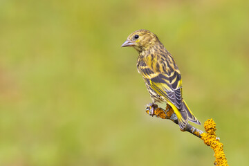 Eurasian Siskin on a branch
