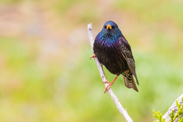 Common Starling on a branch