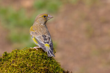 European Greenfinch on the moss