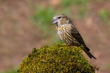 Red Crossbill on the moss