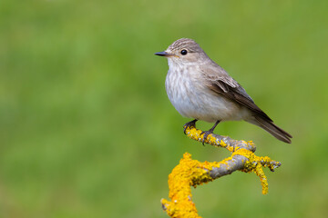 Spotted Flycatcher