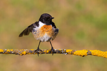 European Stonechat on a branch
