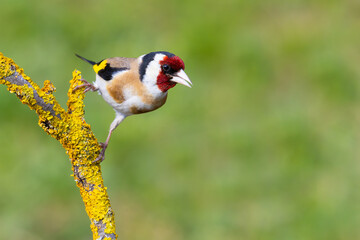 European Goldfinch on a branch