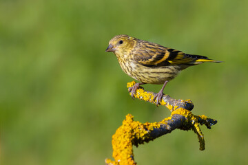 Eurasian Siskin on a branch
