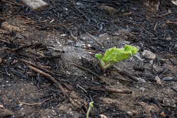 Green sprout growing on burned forest soil.