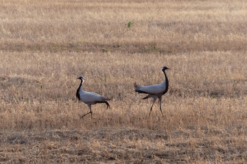 Demoiselle cranes walking in a dry grassy field.