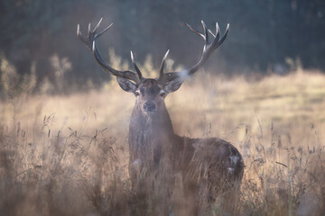 Close-up portrait of a red deer with large antlers. Autumn background.



