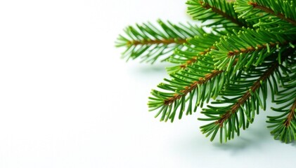 Obraz premium Green branches with needles isolated on white background, natural, evergreen