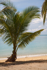 Palm tree on the beach of Ko Ngai, Thailand.