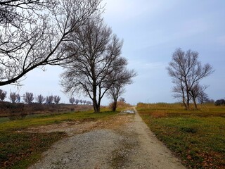 Obraz premium Autumn landscape with bare trees, road and cloudy blue sky.