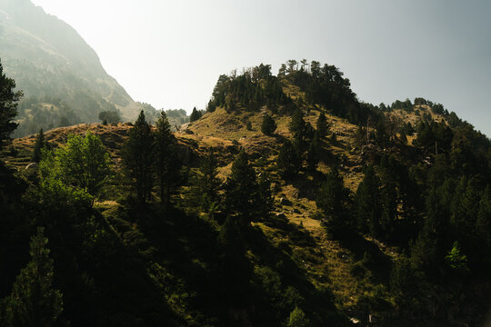 Cerro de &aacute;rboles en ladera de monta&ntilde;a