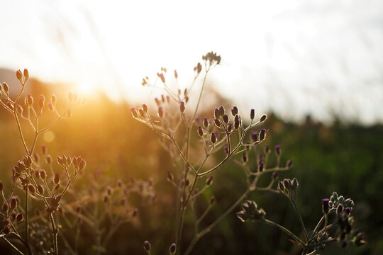 Beautiful of grass flower with sunset for nature background, soft and blurred focus