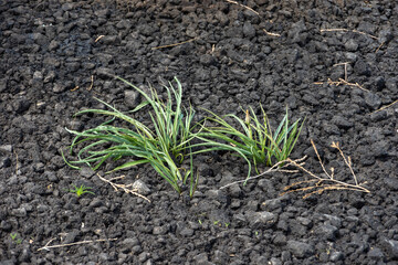 Green grass sprouting from black soil.