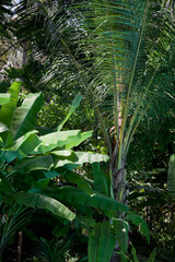 Obraz premium Tropical trees on island in Thailand.