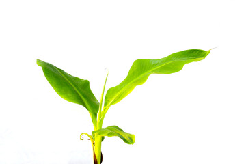 Banana tree on white background.