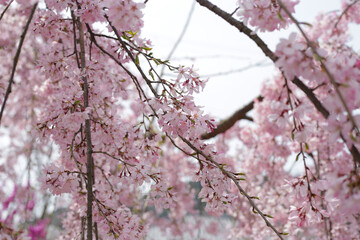 Branches of sakura flowers, cherry blossom