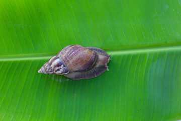 Big snail on banana leaves