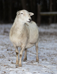 Fototapeta premium Loving look from a white sheep in winter