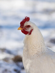 Portrait of a white chicken hen in winter