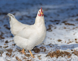 White chicken hen walking on snow