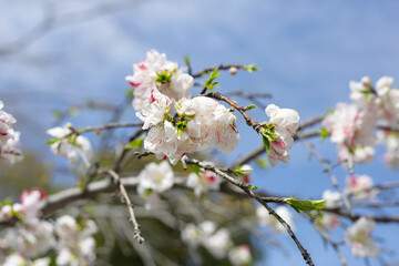 Japanese genpei peach flower in the park