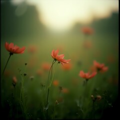 Fototapeta premium The image features a close-up view of vibrant orange flowers against a blurred green background, with a soft, diffused light source in the background.