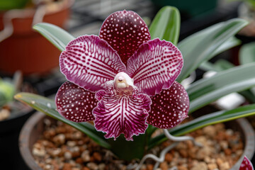 A vibrant purple and white orchid with intricate patterns and speckled petals, growing in a pot with green leaves. The background is softly blurred, highlighting the flower's beauty.  
